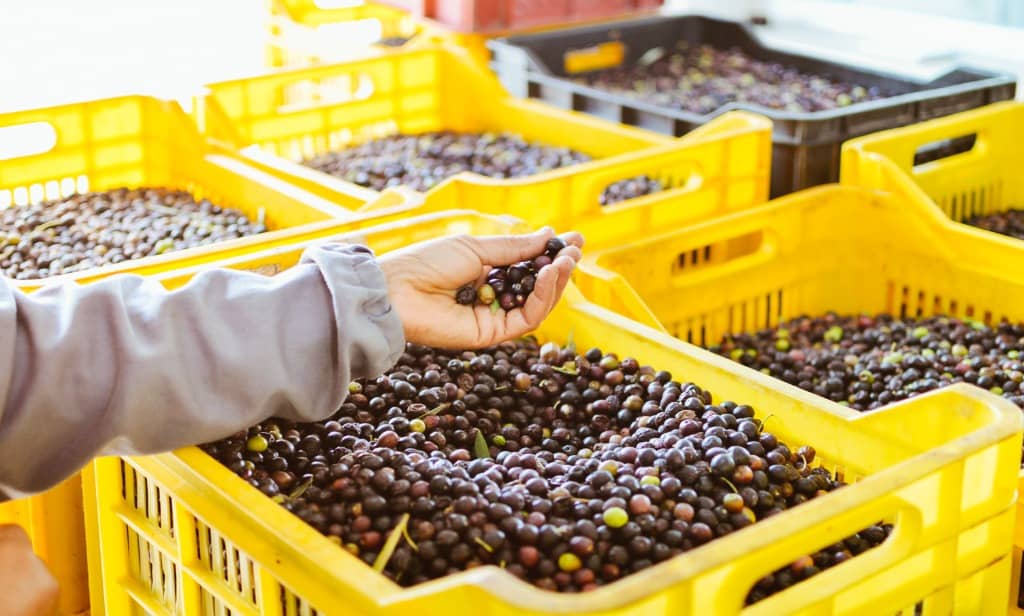 cajas para frutas